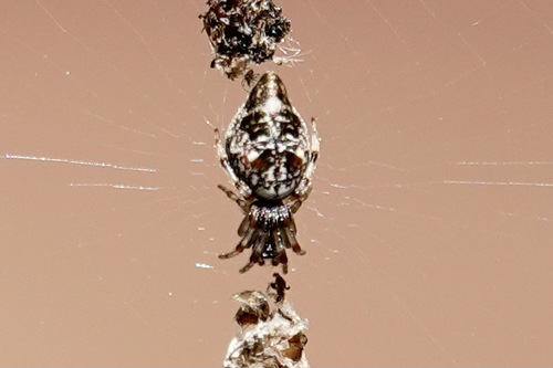 Humped Trashline Orbweaver photo 5