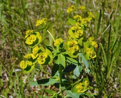 Euphorbia iberica
