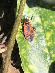 Pyrrhocoris apterus