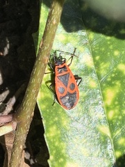 Pyrrhocoris apterus