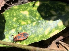 Pyrrhocoris apterus