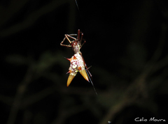 Micrathena spinosa