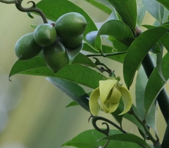 Artabotrys hexapetalus