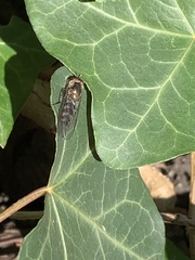 Platycheirus