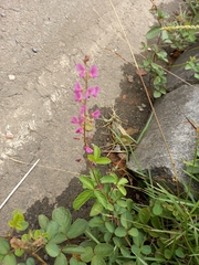 Desmodium