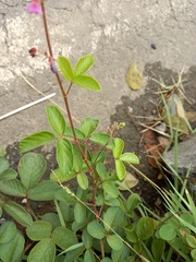 Desmodium