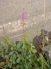 Desmodium