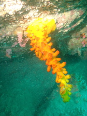 Dendrophyllia ijimai