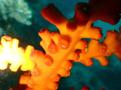 Dendrophyllia ijimai