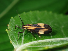 Lycomorphodes