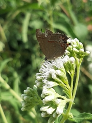 Calycopis caulonia