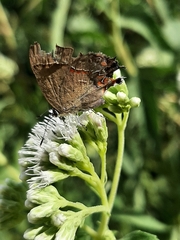 Calycopis caulonia