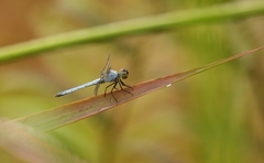 Chalcostephia flavifrons