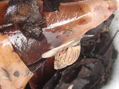 Bothriembryon brazieri