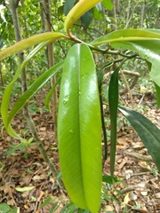Garcinia atroviridis