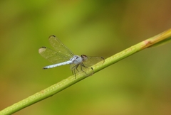 Chalcostephia flavifrons