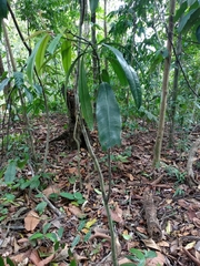Garcinia atroviridis