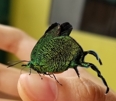 Arcas imperialis