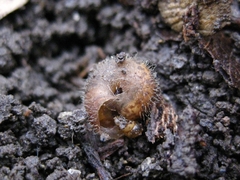 Euomphalia aristata