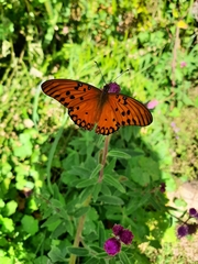 Dione vanillae