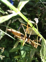 Coptopteryx