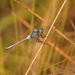 Spectacled Skimmer - Photo (c) Xavier Rufray, some rights reserved (CC BY-NC), uploaded by Xavier Rufray