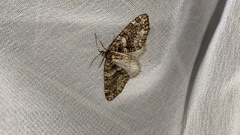 Esakiopteryx volitans