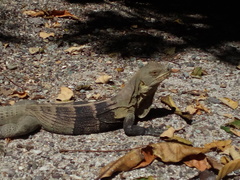 Ctenosaura melanosterna