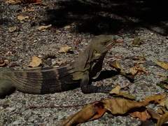 Ctenosaura melanosterna