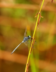 Orthetrum icteromelas