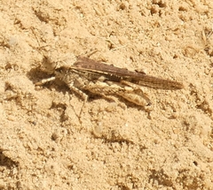 Acrotylus insubricus