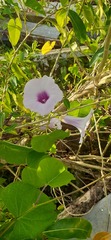 Ipomoea tiliacea