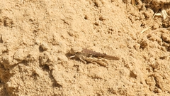 Acrotylus insubricus