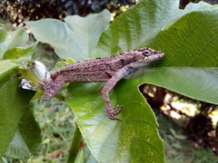 Anolis utilensis