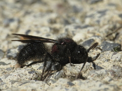 Physetopoda punctata