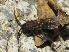 Physetopoda punctata