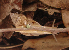 Bothriembryon brazieri