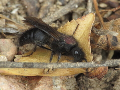 Physetopoda punctata