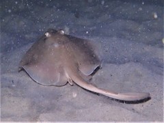 Trygonoptera personata