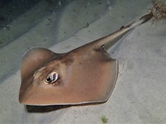 Trygonoptera personata