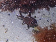 Trachichthys australis