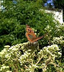 Junonia genoveva hilaris