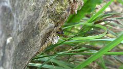 Dolichomitus imperator