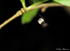 Micrathena picta