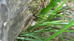 Dolichomitus imperator