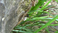 Dolichomitus imperator