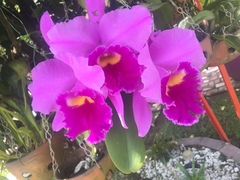 Guarianthe