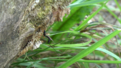 Dolichomitus imperator