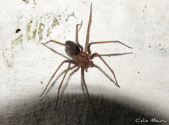 Loxosceles amazonica