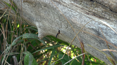 Dolichomitus imperator